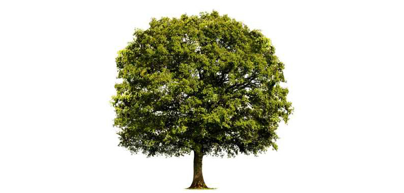 Abbildung eines Baumes
